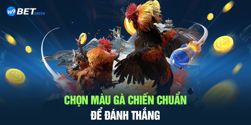 Cách chọn màu gà chiến chuẩn để đánh thắng