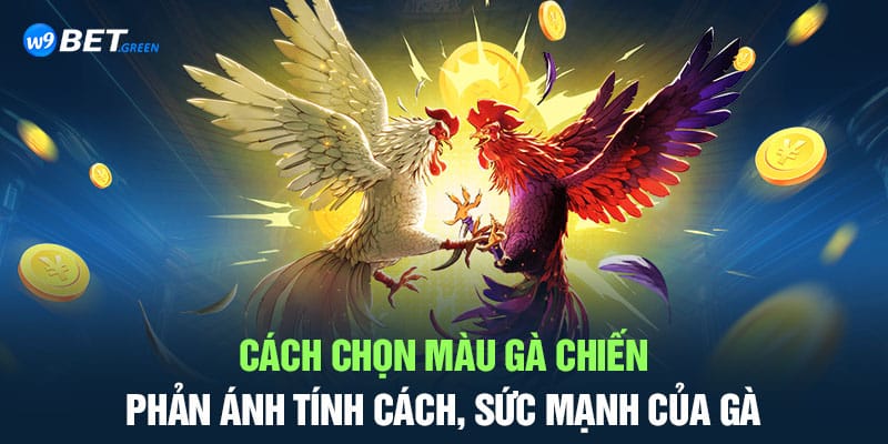 Cách chọn màu gà chiến phản ánh tính cách, sức mạnh của gà 