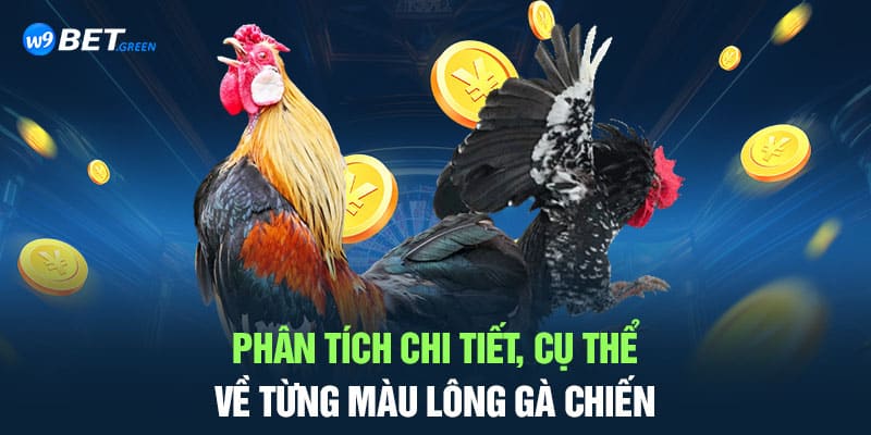 Phân tích chi tiết, cụ thể về từng màu lông gà chiến