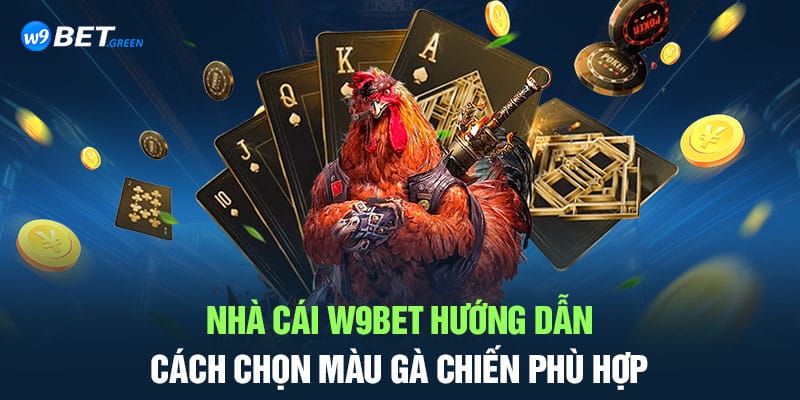 Nhà cái W9bet hướng dẫn cách chọn màu gà chiến phù hợp