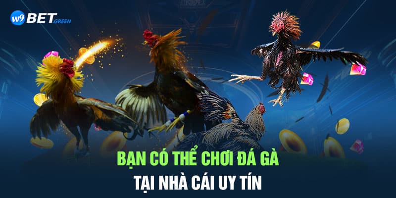 Bạn có thể chơi đá gà tại nhà cái uy tín