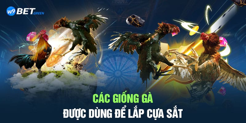 Các giống gà được dùng để lắp cựa sắt