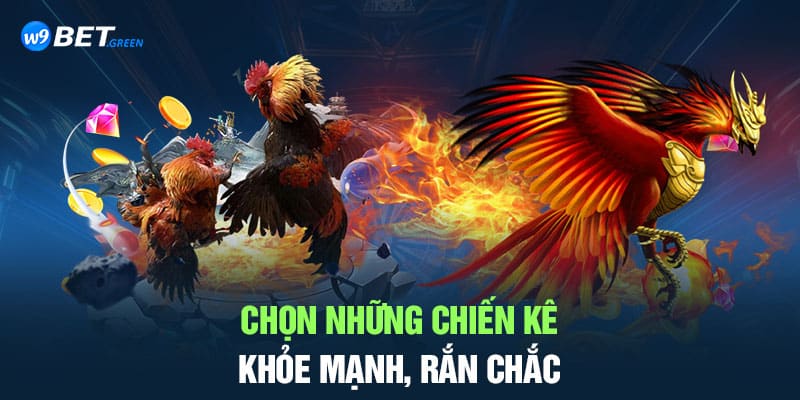 Chọn những chiến kê khỏe mạnh, rắn chắc