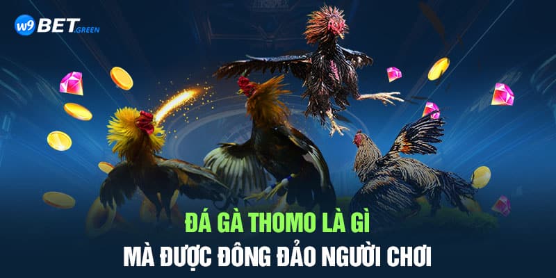 Đá gà Thomo là gì mà được đông đảo người chơi