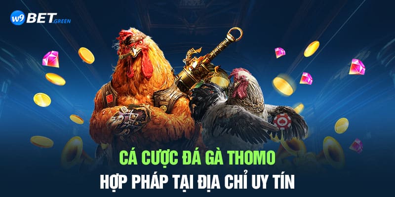 Cá cược đá gà Thomo hợp pháp tại địa chỉ uy tín