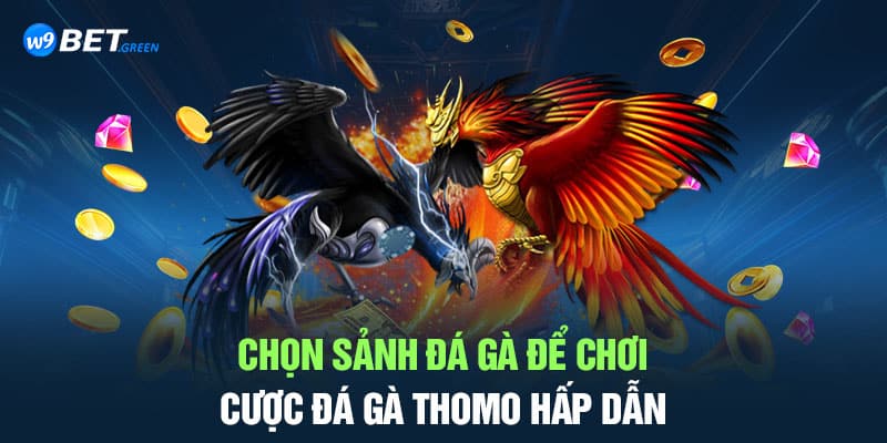 Chọn sảnh đá gà để chơi cược đá gà Thomo hấp dẫn