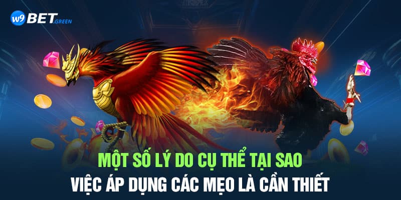  Một số lý do cụ thể tại sao việc áp dụng các mẹo đặt cược đá gà