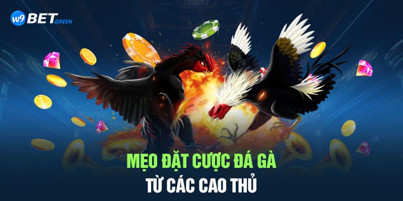 Mẹo đặt cược đá gà từ các cao thủ