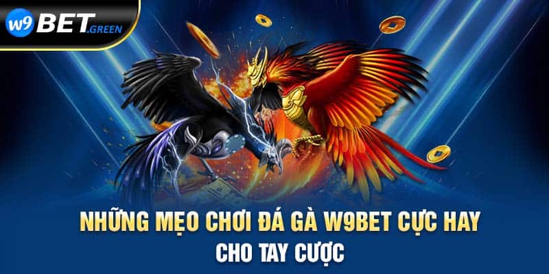 Những mẹo chơi đá gà W9BET cực hay cho tay cược