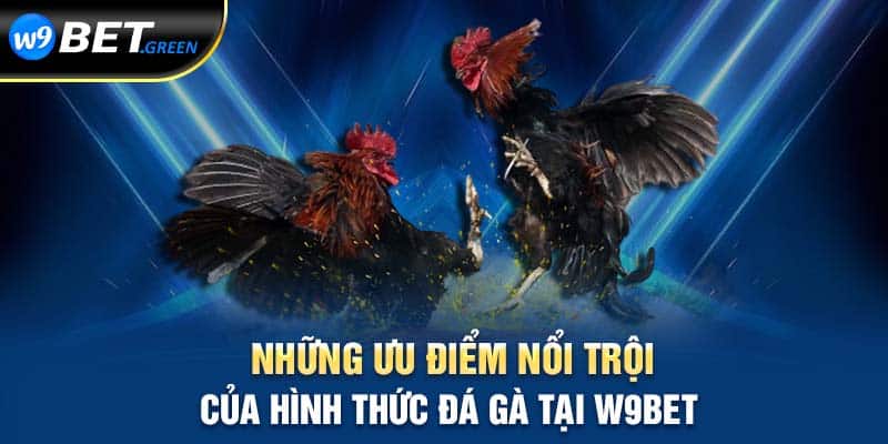 Những ưu điểm nổi trội của hình thức đá gà tại W9BET 