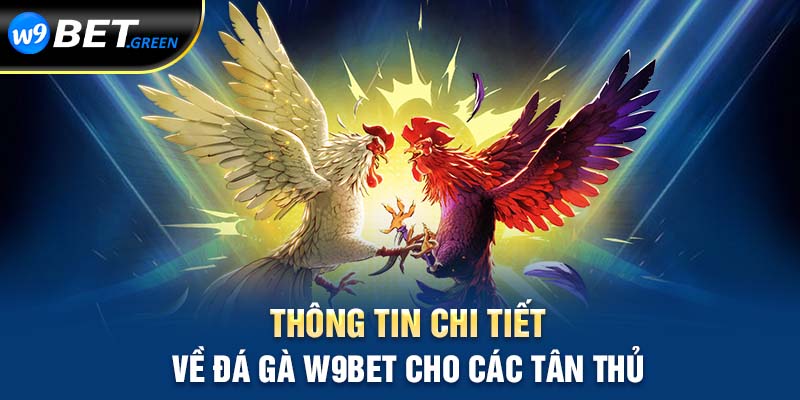 Thông tin chi tiết về đá gà W9BET cho các tân thủ  