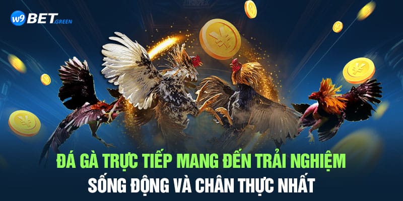 Đá gà trực tiếp mang đến trải nghiệm sống động và chân thực nhất