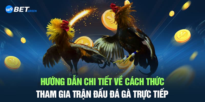 Hướng dẫn chi tiết về cách thức tham gia trận đấu đá gà trực tiếp